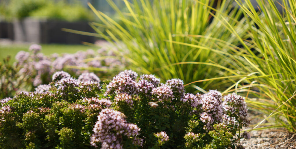origanum vulgare compactum, festuca marei, Galéria